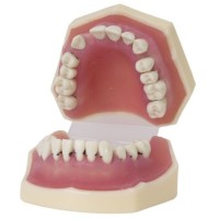 MODELE DE PERIODONTIQUE