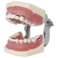 TYPODONTHE PERIODONTIQUE AVEC ARTICULATEUR