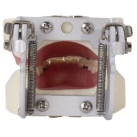 TYPODONTHE PERIODONTIQUE AVEC ARTICULATEUR