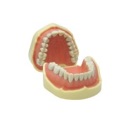 MANDIBULA POUR MODELES DE ESTUDIO