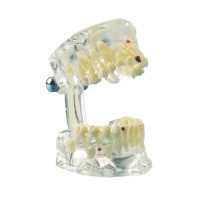 MODELE ESTUDIO TRANSPARENT ENFANT