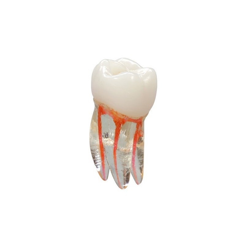 TRAINING TOOTH ACCESSED
